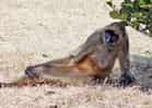 動物図鑑・ジェフロイクモザルの写真 20